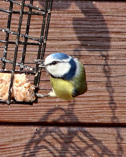 blue tit